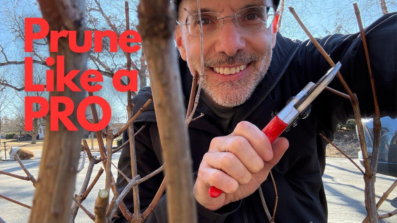 Panicle Hydrangea Pruning: The PRO Tips to HUGE Blooms.