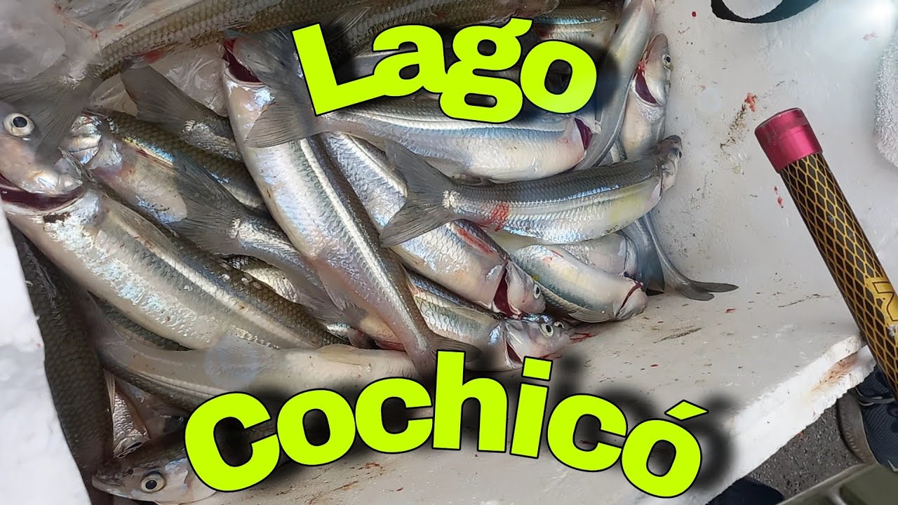 lago  cochicó a full...!!!! mejoró  NOTABLEMENTE la calidad del pejerrey....!!!!