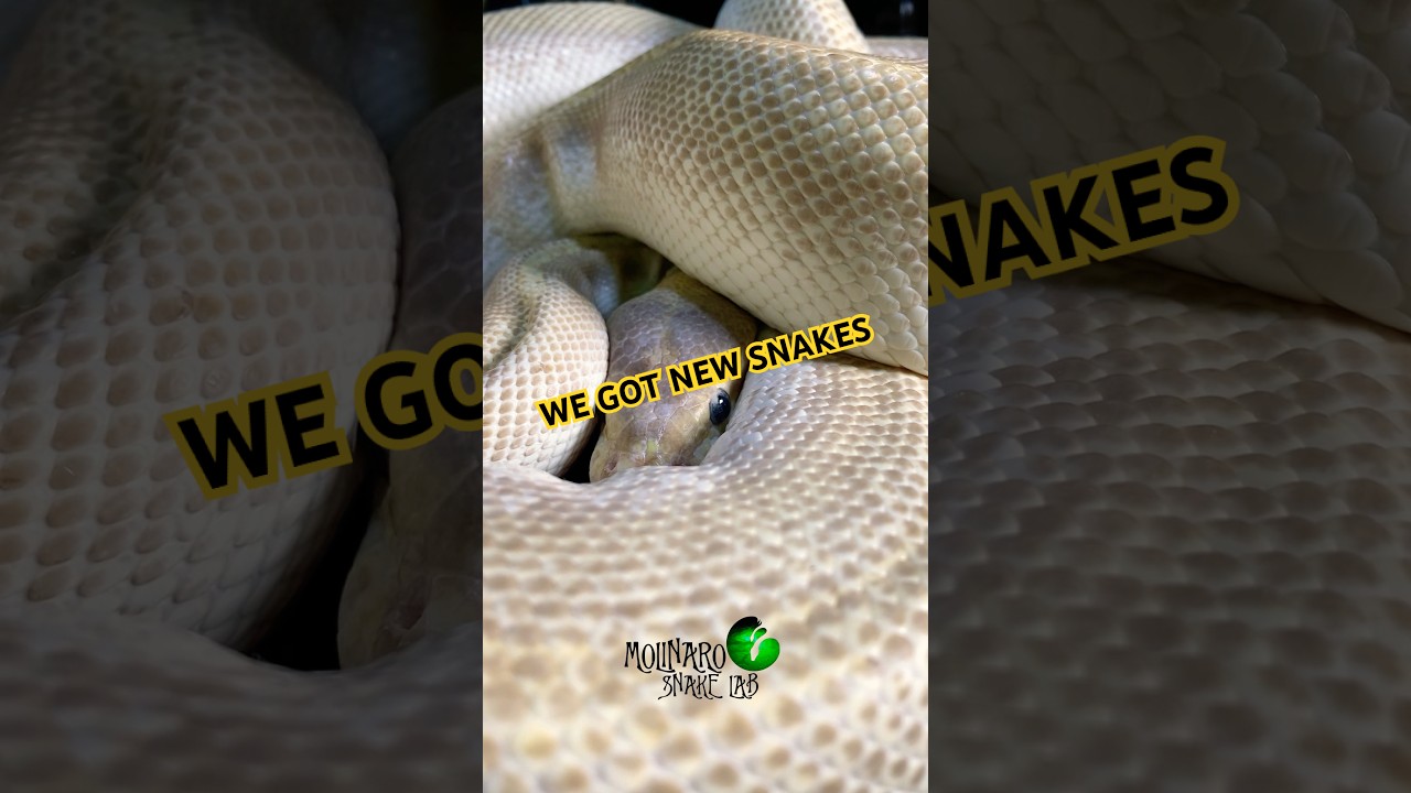 I spent $8,500 USD on these snakes! #molinarosnakelab #ballpythons #royalpython #ballpythonbreeding