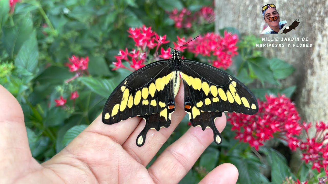 LA VIDA DE UNA MARIPOSA GIANT SWALLOWTAIL -PAPILIO CRESPHONTES-COLA DE GOLONDRINA GIGANTE  COMPLETO