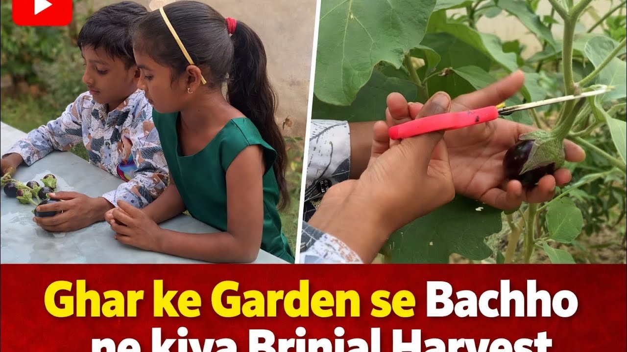 Brinjal Harvested in Home Garden