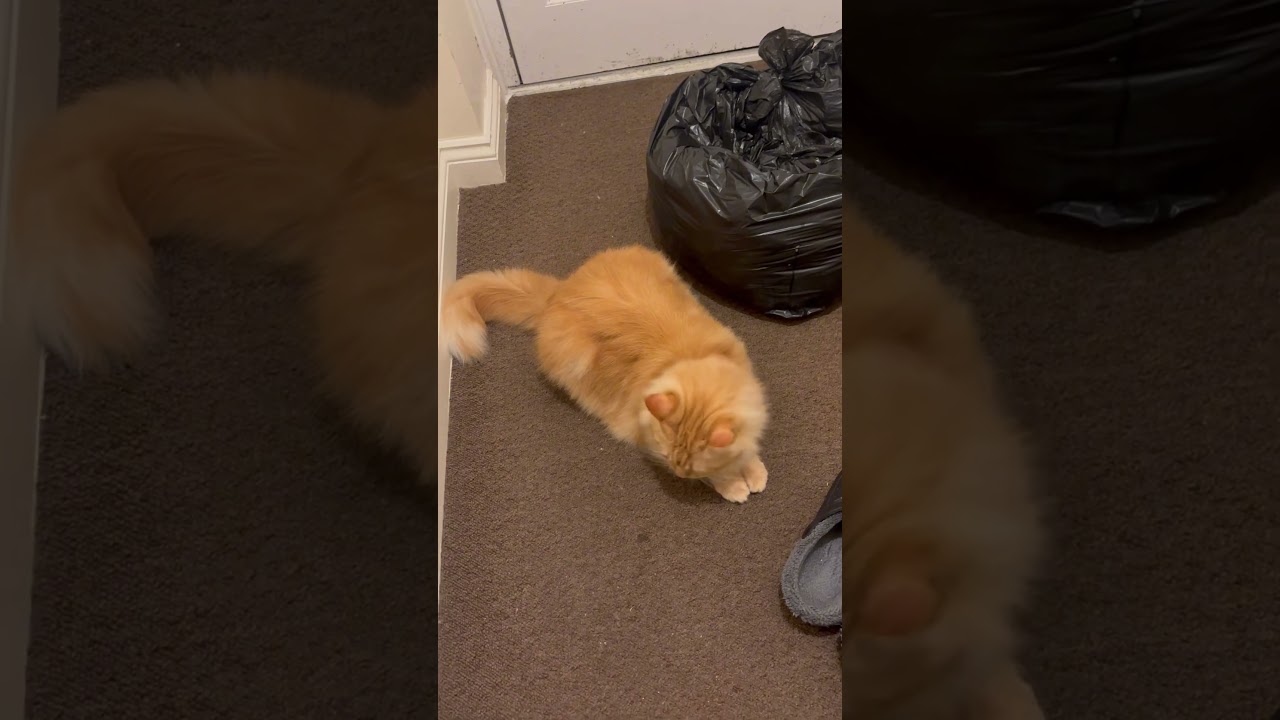Is the orange cat innocent? 