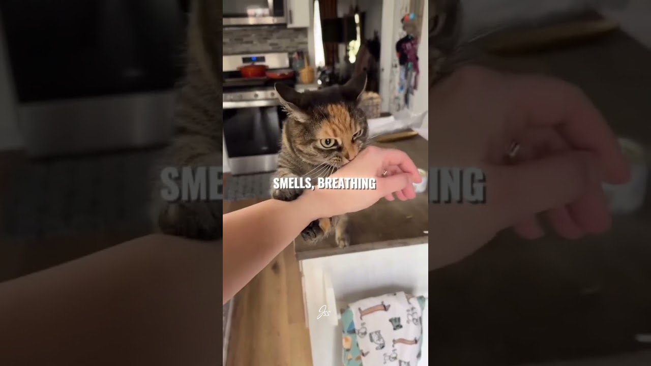Why Cats Sit on Your Face?