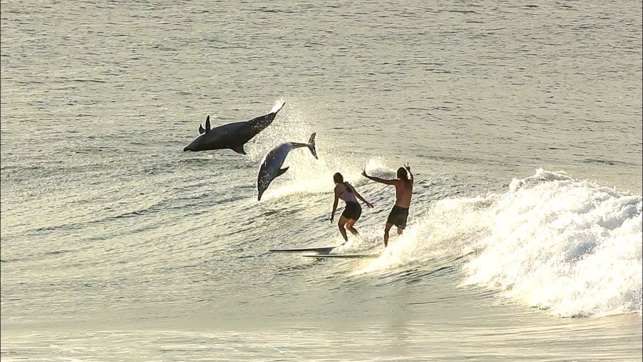 Surfing With Dolphins #2