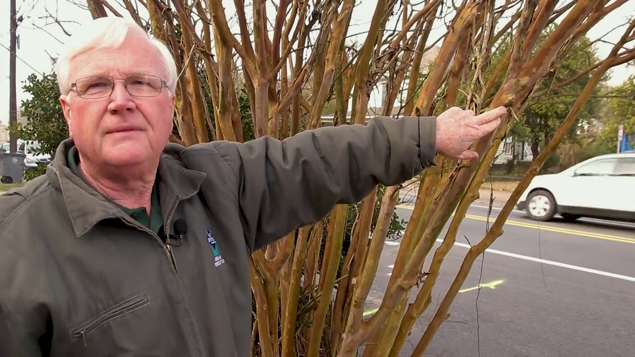 Crepe Myrtle Tips with Urban Forester Allen Bates