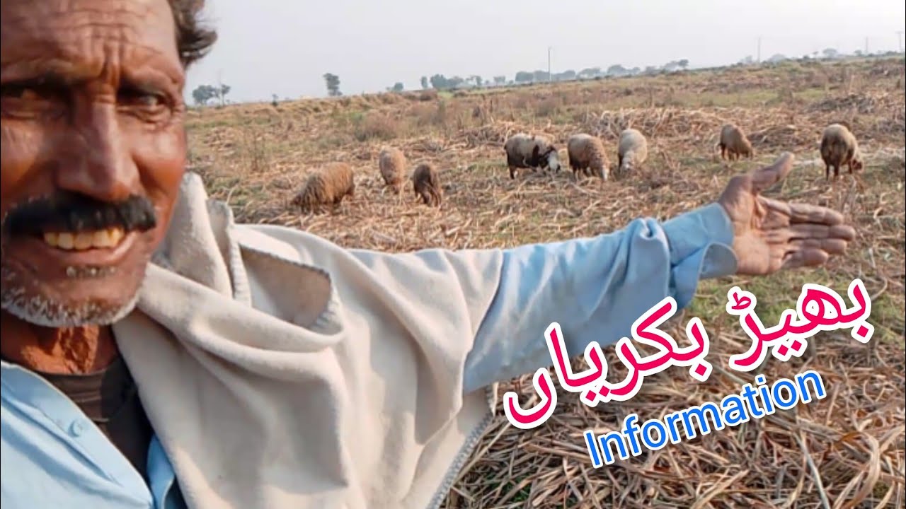 Vilog badin Sindh Pakistan goats and sheep information 