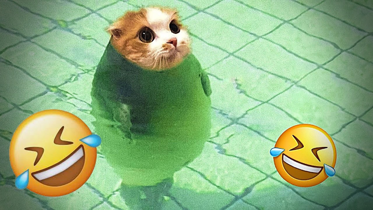 🎉Try Not To Laugh 🌸Funniest Cats & Dogs 🍝 Funny Animals #FunniestCats   #Funniestanimal