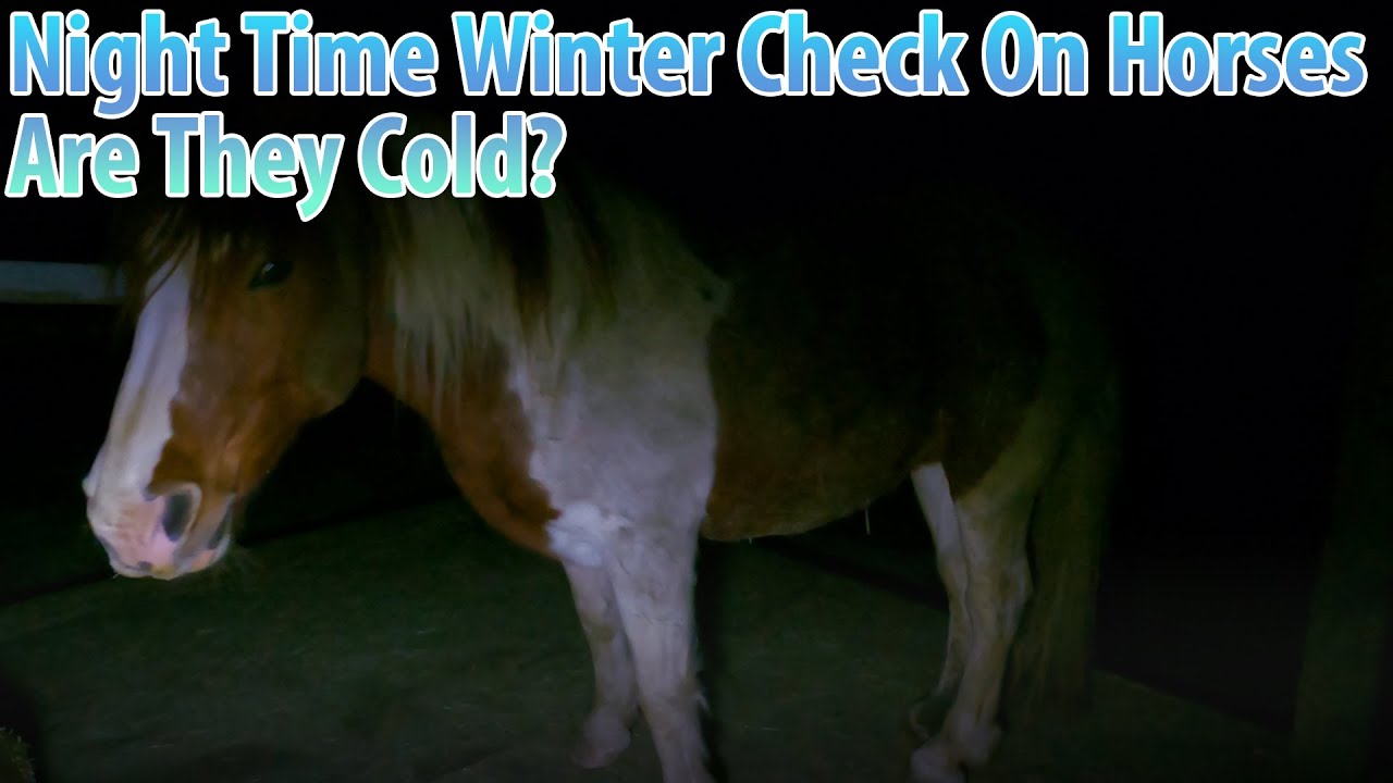 Night Time Winter Check On The Horses (Are They Cold?)
