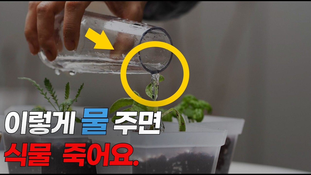꽃집에서 절대 알려주지 않는 물주는 방법