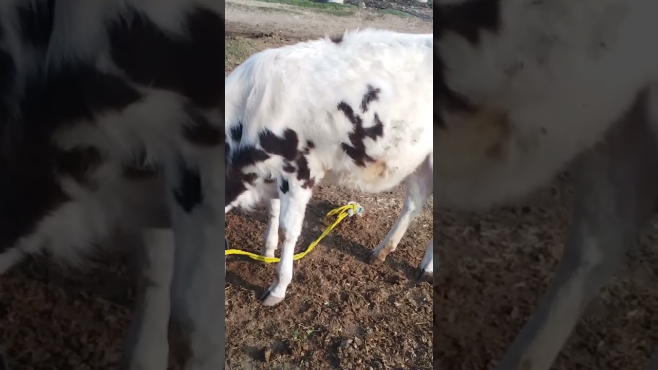 Cow Farming #cows #farming