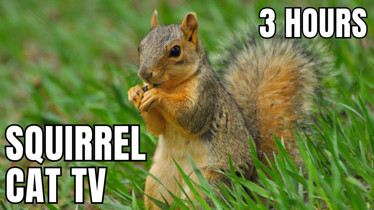 3 Hours of Squirrels Eating 🐿️ | Cat TV with Relaxing Nature Sounds