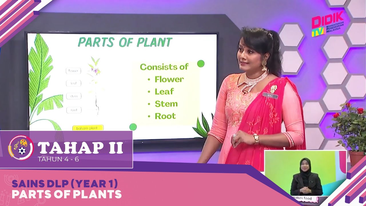 Tahap I (2022) | Sains DLP (Year 1): Parts of Plants