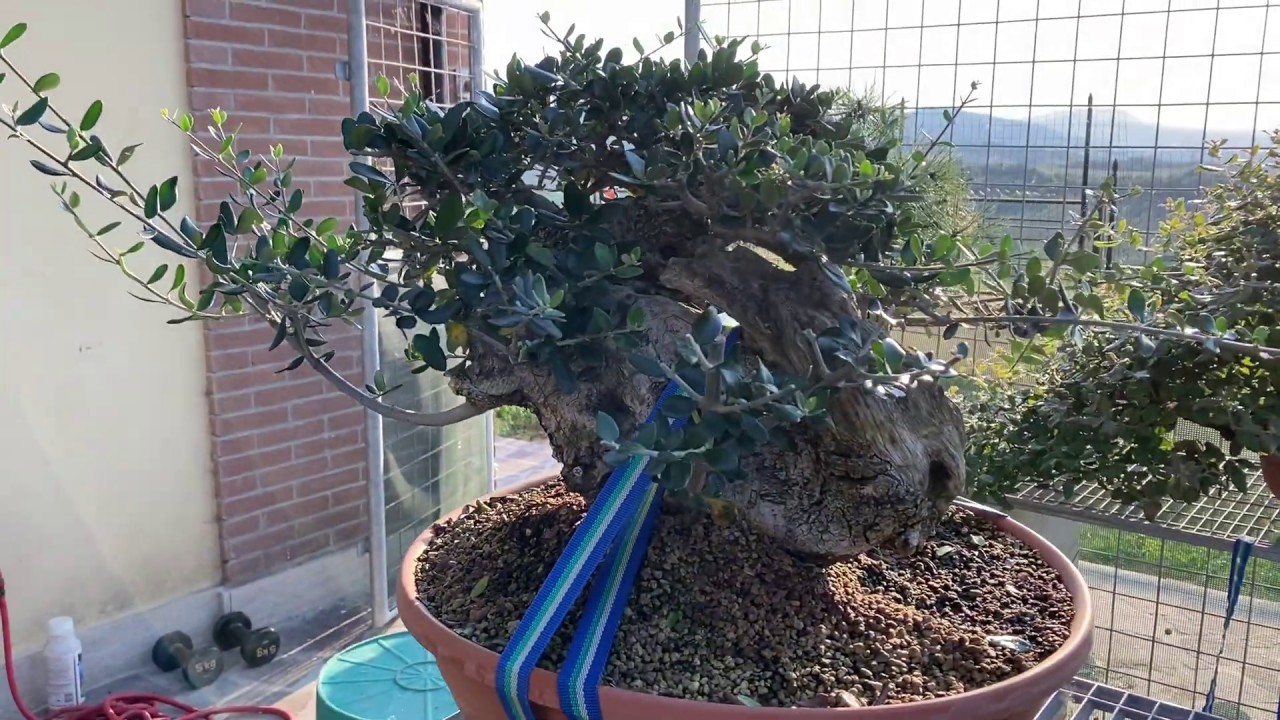 QUANDO RINVASARE UN BONSAI, RISULTATO MEKIRI PINO SILVESTRE