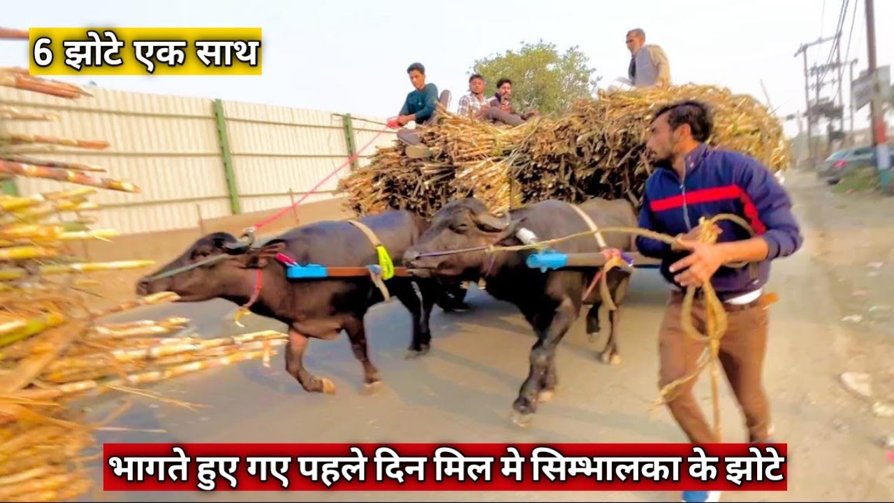 भाग कर गए सारे झोटे मिल मे शामली मिल और सिम्भालका के दमदार झोटे हटो बचो के झोटे है सारे ही