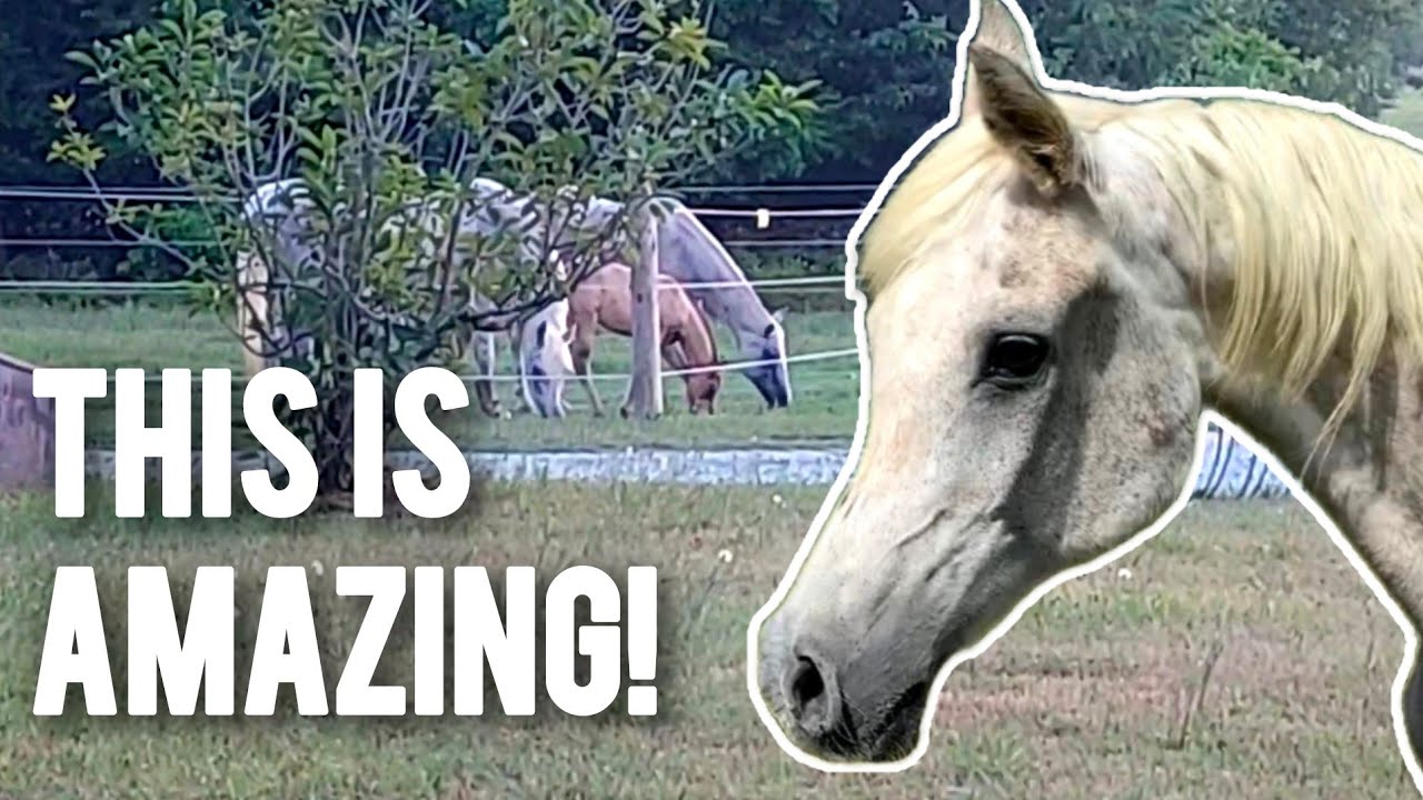 We Never Thought This Possible! Whinny update