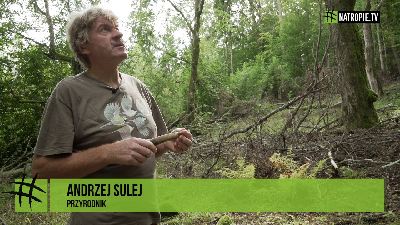 Wśród leśnych olbrzymów w Puszczy Boreckiej