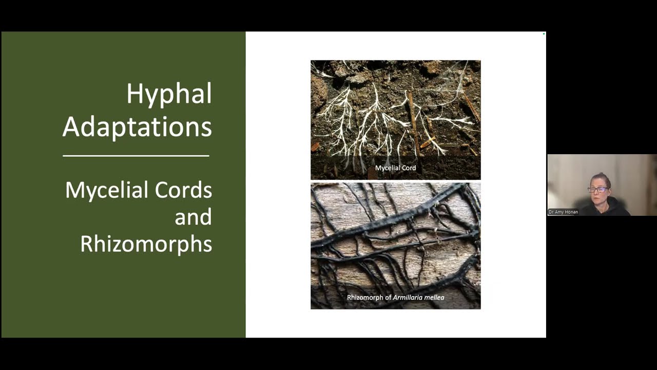 Wind, Wings, and Waste: How Fungi Get Around - A Webinar by Dr. Amy Honan