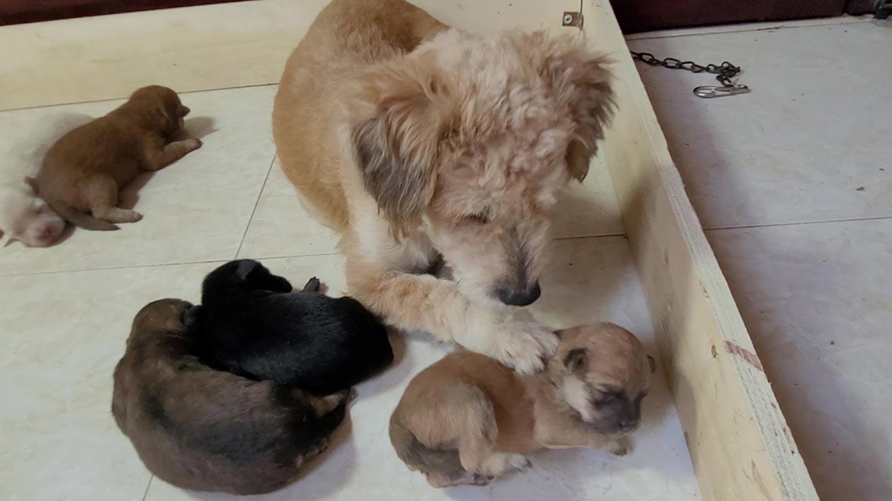 Mother Dog Cleaning Newborn Puppy By Force