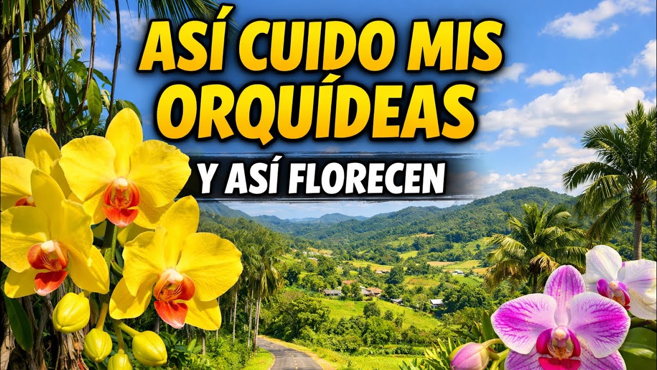 Así cuidamos nuestras orquídeas en los campos de puerto Rico 
