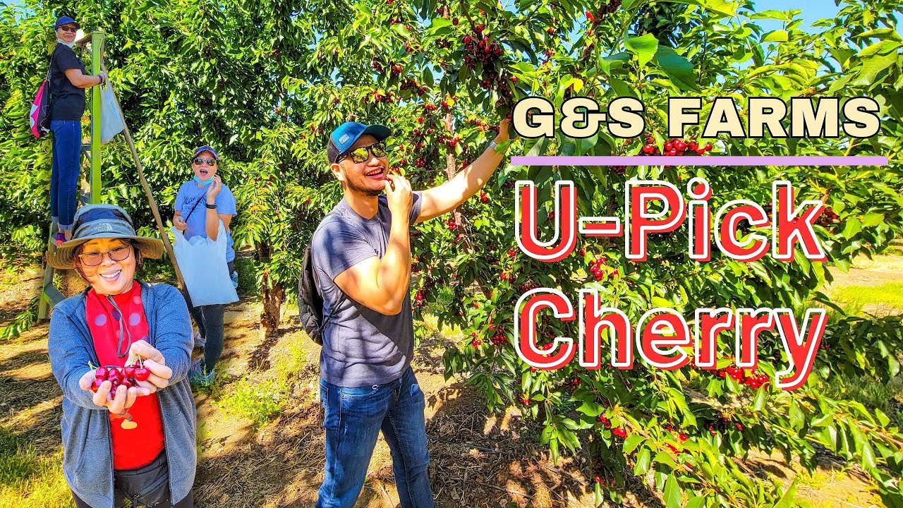 Сбор вишни на ферме G&S Farms: культовая семейная ферма Брентвуда.