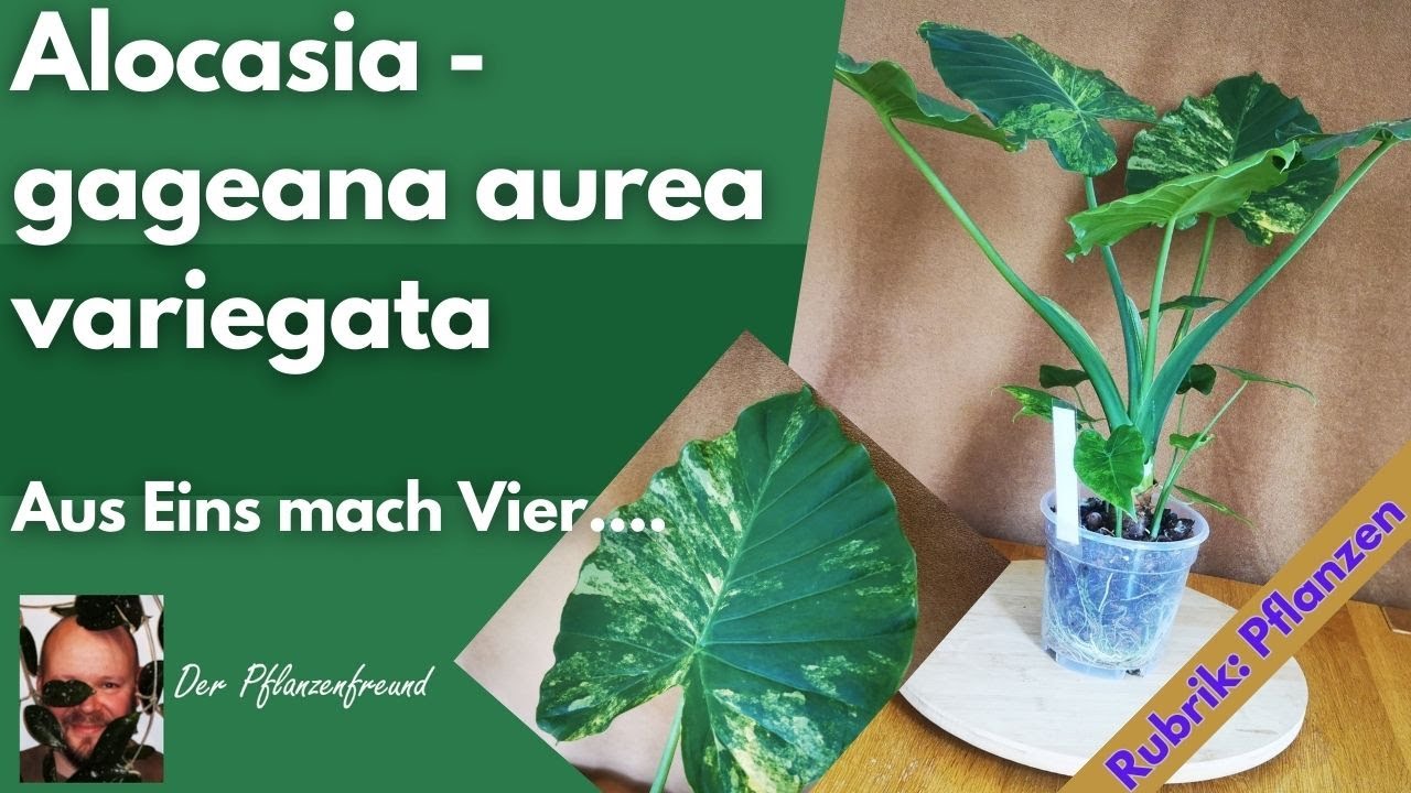 Alocasia Gageana aurea variegata 17.09.2023