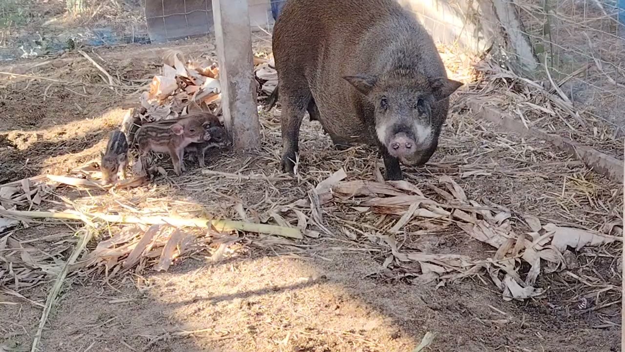 อาบน้ำให้หมูป่า​  เทคนิคไล่ความเครียด​ให้หมูป่า​ เลี้ยง​หมูป่า​ให้แข็งแรง​
