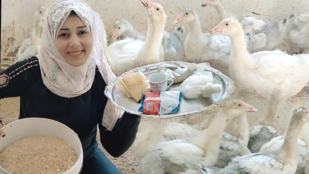 أقوى خلطه تسمين وتوفير للوز من عمر العشرين يوم هتوصل الدكر الوز سبعة كيلو فى شهرين ودعاً غلاءالاسعار