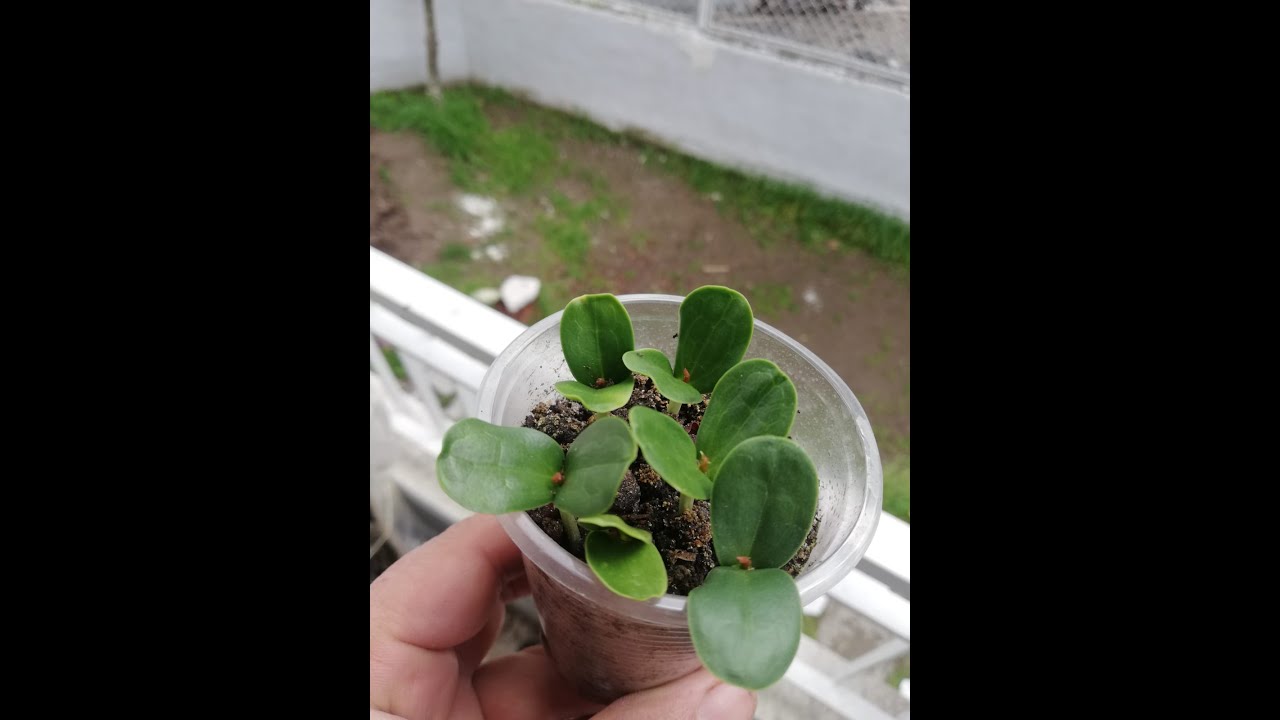 Keçi Boynuzu (Harnup) Çimlendirme Nasıl Bu Kadar Başarılı Yapılır. Hassas Detaylar.Güzel Sonuçlar .