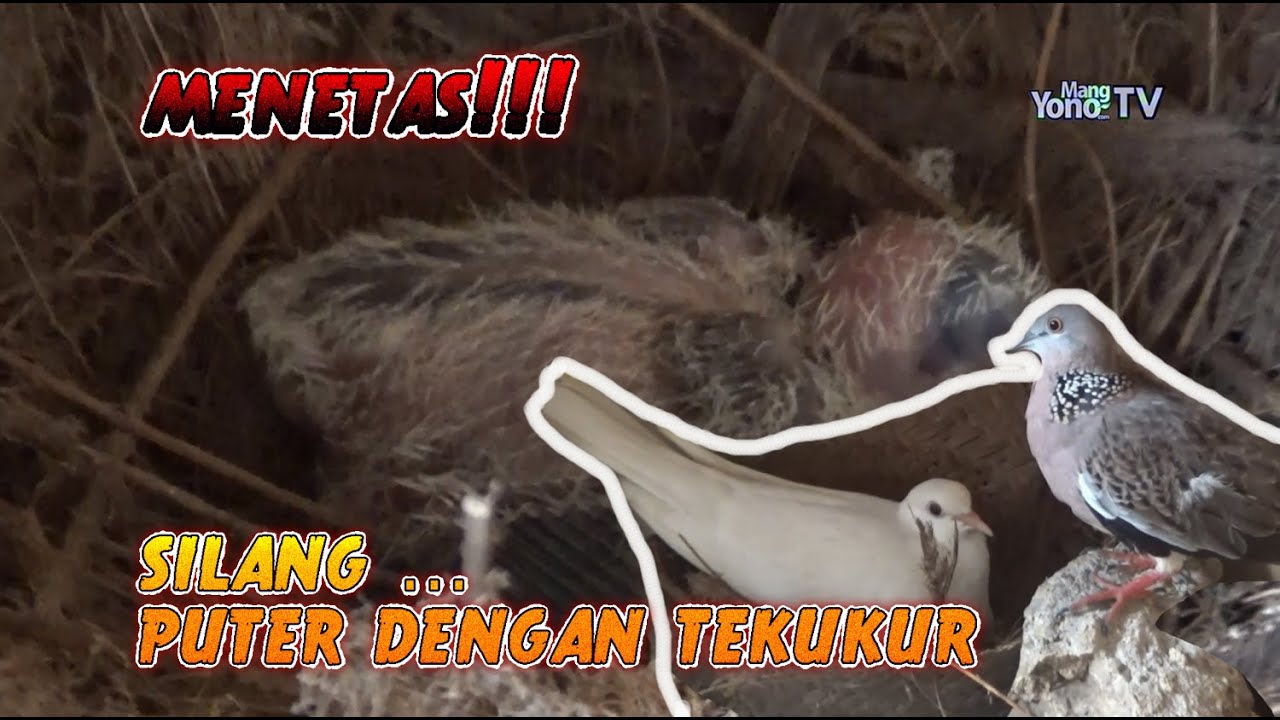 HORE MENETAS !!!... SILANGAN TEKUKUR & PUTER