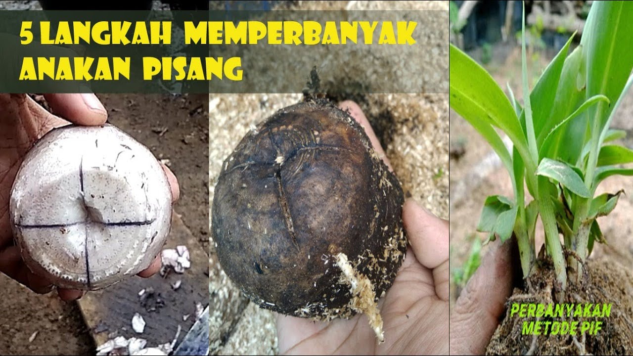 PERBANYAKAN TANAMAN PISANG dengan METODE PIF