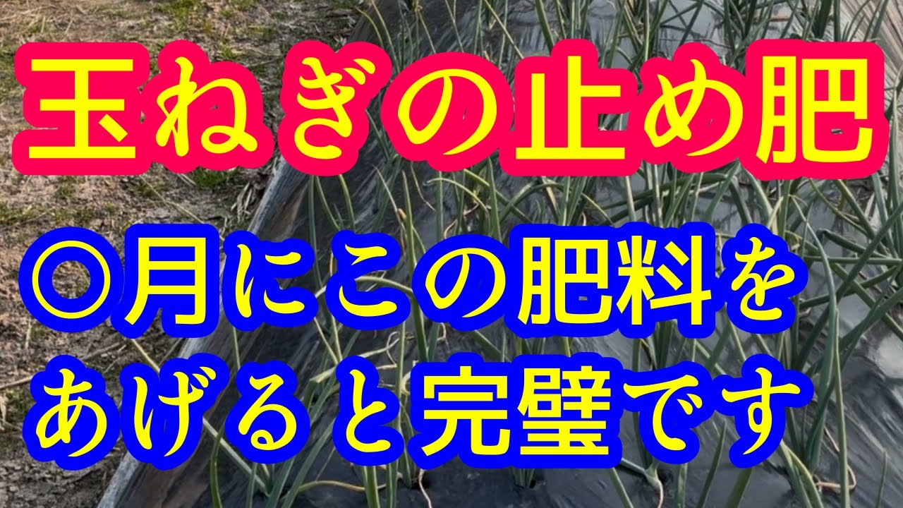 【玉ねぎ】気をつけて。玉ねぎの止め肥は○月に行いましょう。止め肥に最適の肥料はコレがベストです。
