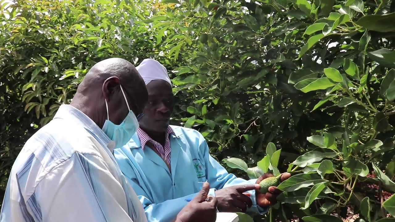 Kirinyaga County Avocado Diseases