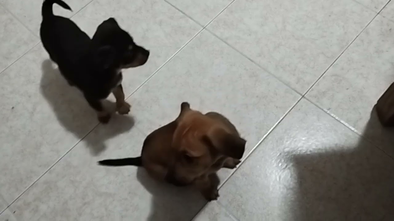 mamma difende sempre  i suoi cuccioli 😍🐶🤦‍♀️