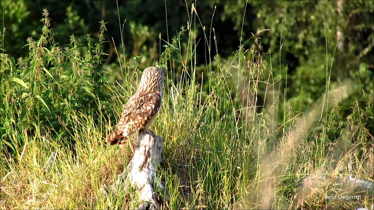 Uggla. jorduggla. Short-eared owl.