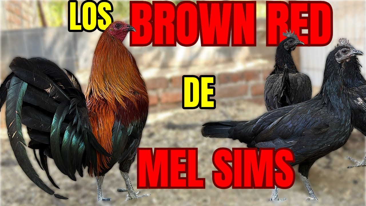 LOS BROWN RED DE MEL SIMS