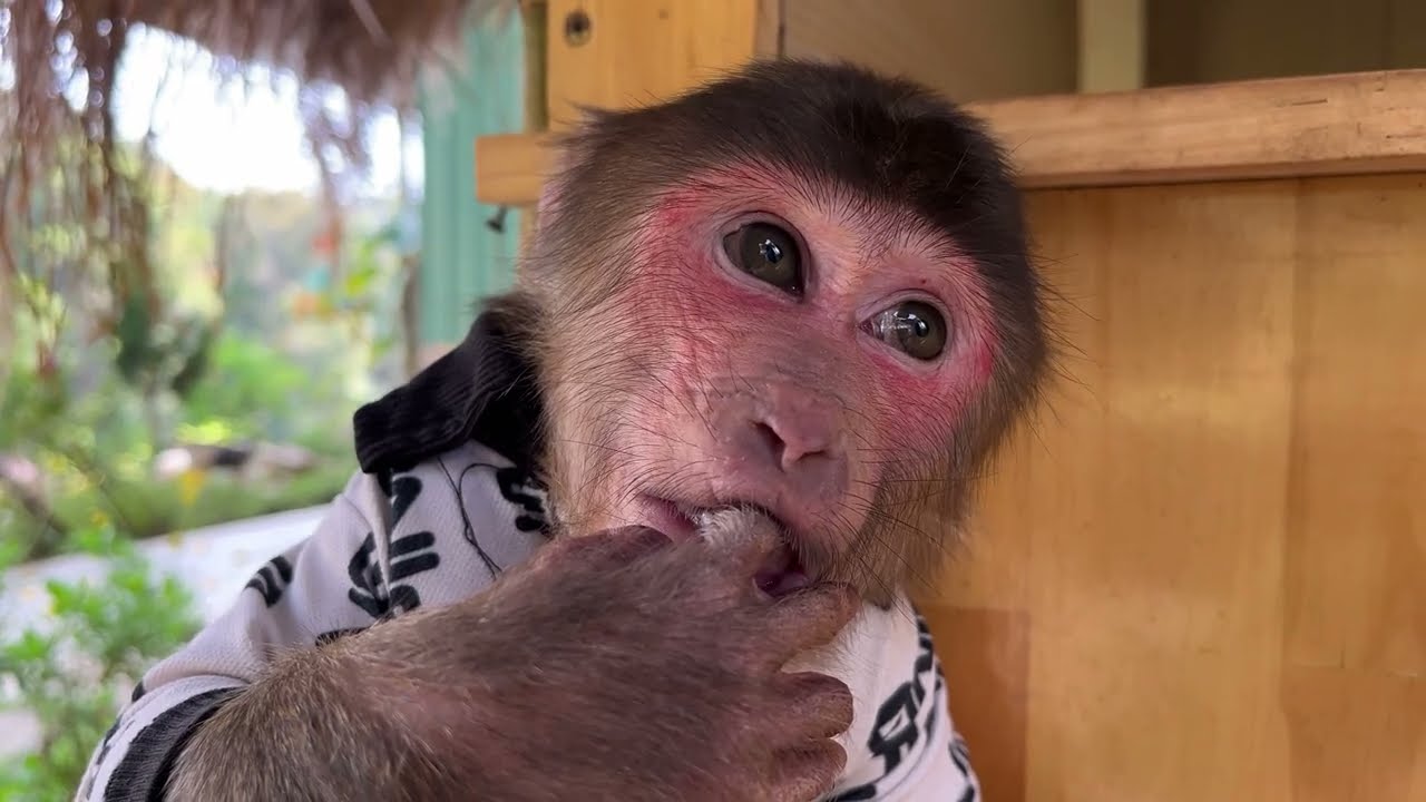 The most stubborn monkey of 2025! Powerless before Max's determination 😏😏😏