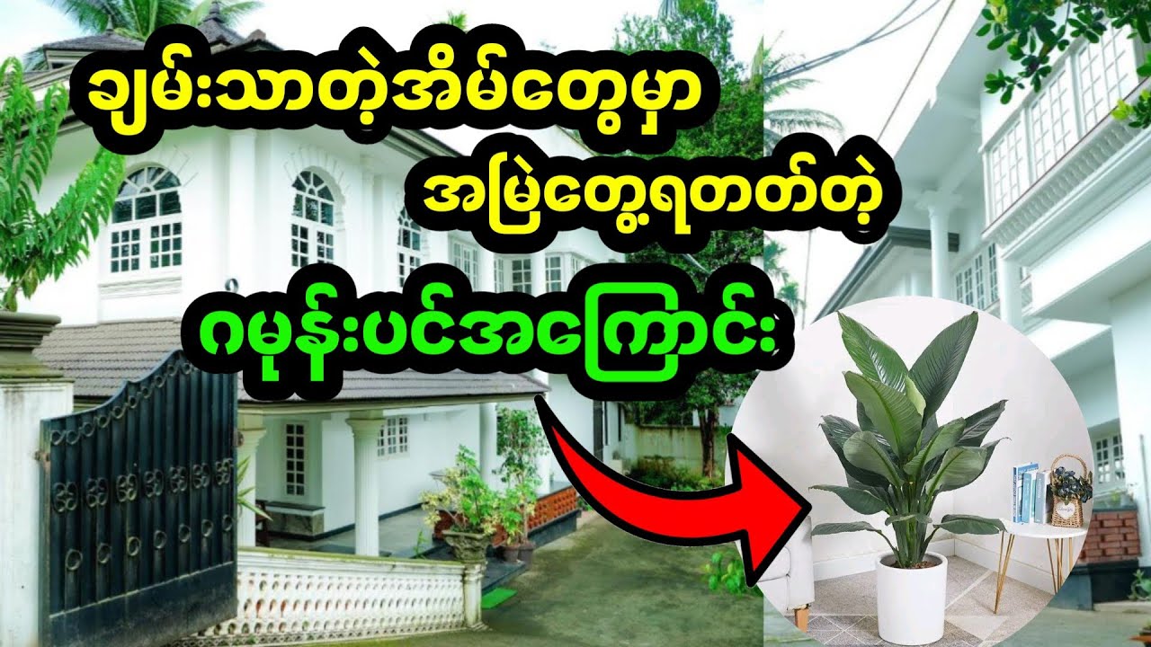 ချမ်းသာတဲ့အိမ်တွေမှာသာ အမြဲတွေ့ရတတ်တဲ့ဂမုန်းပင်အကြောင်း #မယ်တော်ကြီးဂမုန်း