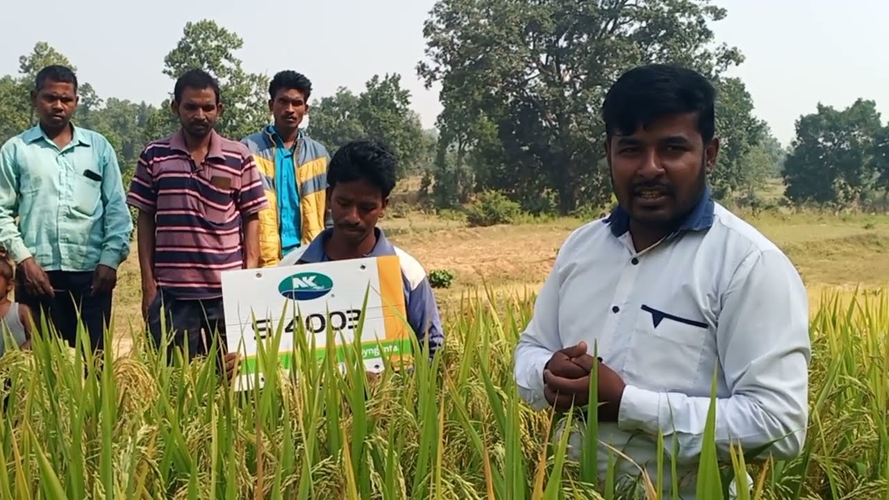 NK S 4003 DHAN एनकेएस 4003 धान जो देता है विपरीत परिस्थिति में सबसे ज्यादा उत्पादन #viral