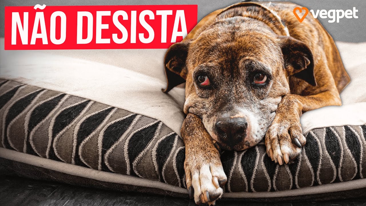 COMO CUIDAR DE CACHORRO OU GATO IDOSO | Qualidade de Vida na Velhice Animal
