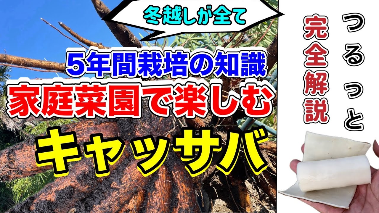【5年の経験談】家庭菜園でキャッサバを育てる完全ガイド｜冬越し・植え付け・収穫を全部見せます