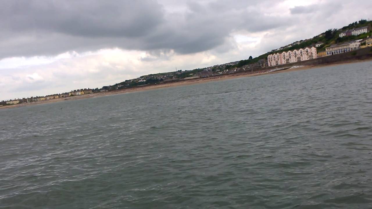 Youghal, Dolphins at the mouth of the river Blackwater. 18/06/2016