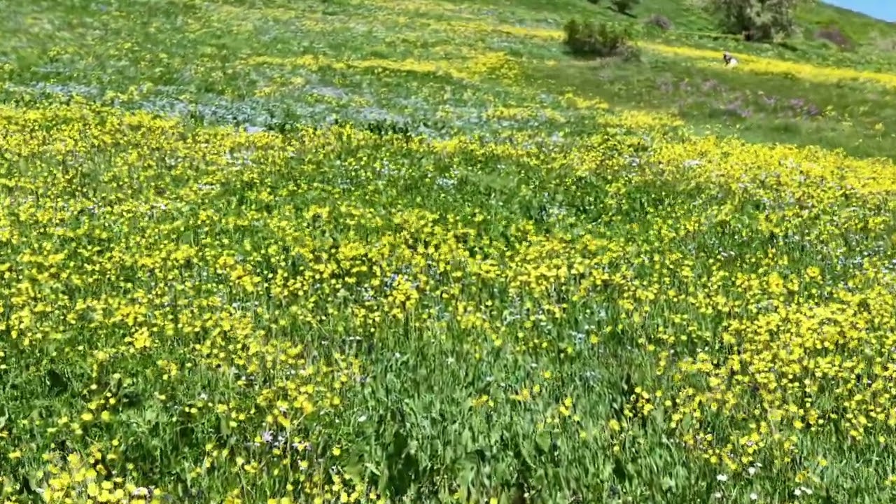 Erzurum horasan gerek köyü  Düzcayır 