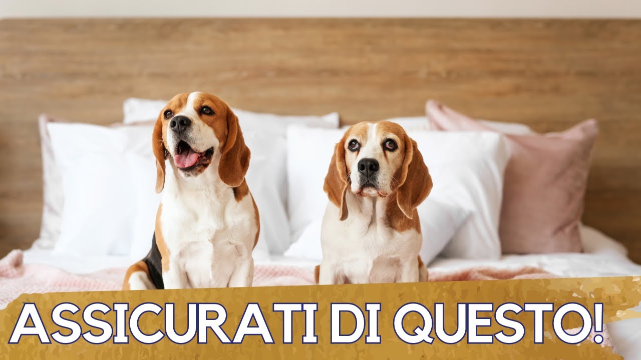 E' giusto far dormire il cane sul letto? Sì, ma occhio a questo...
