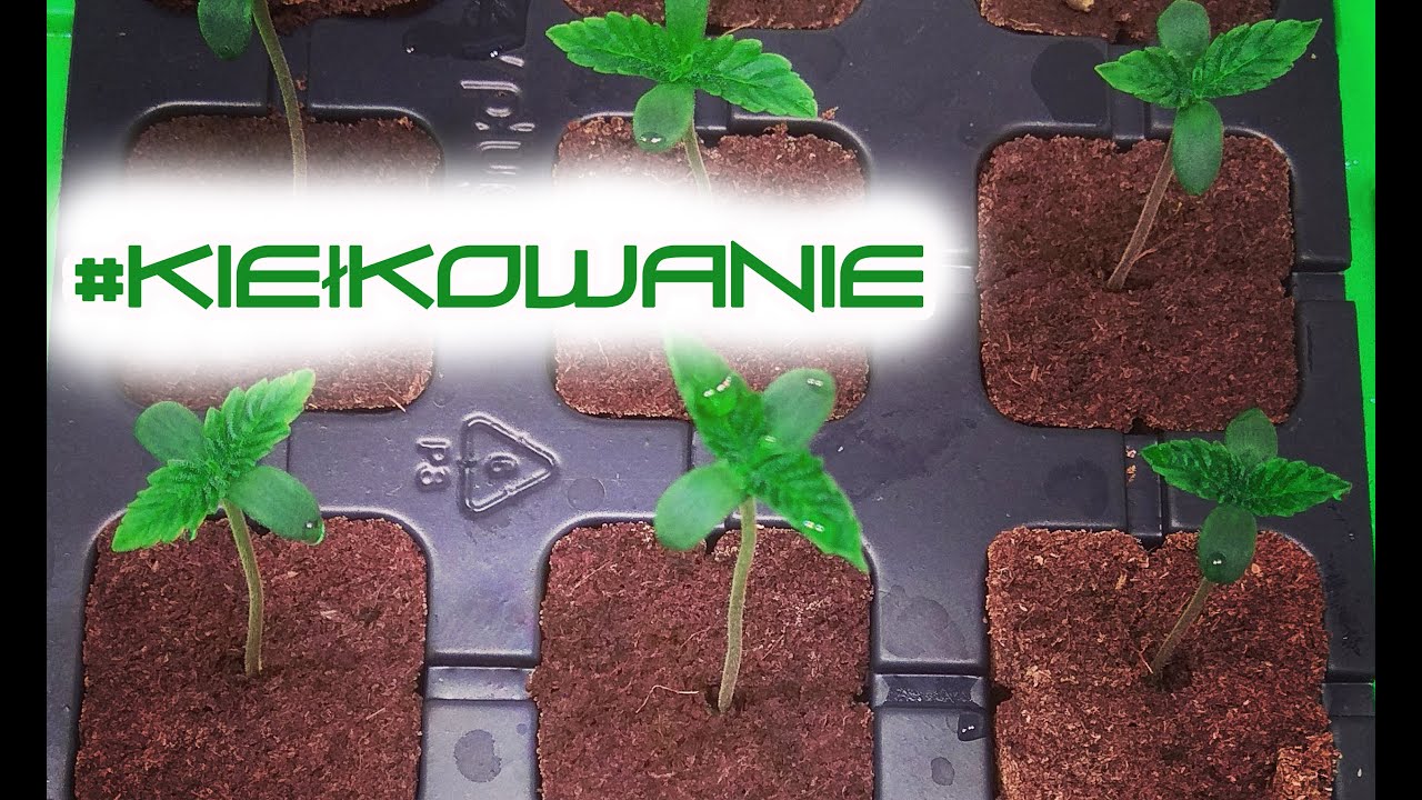 Skuteczne kiełkowanie nasion na tackach EazyPlug