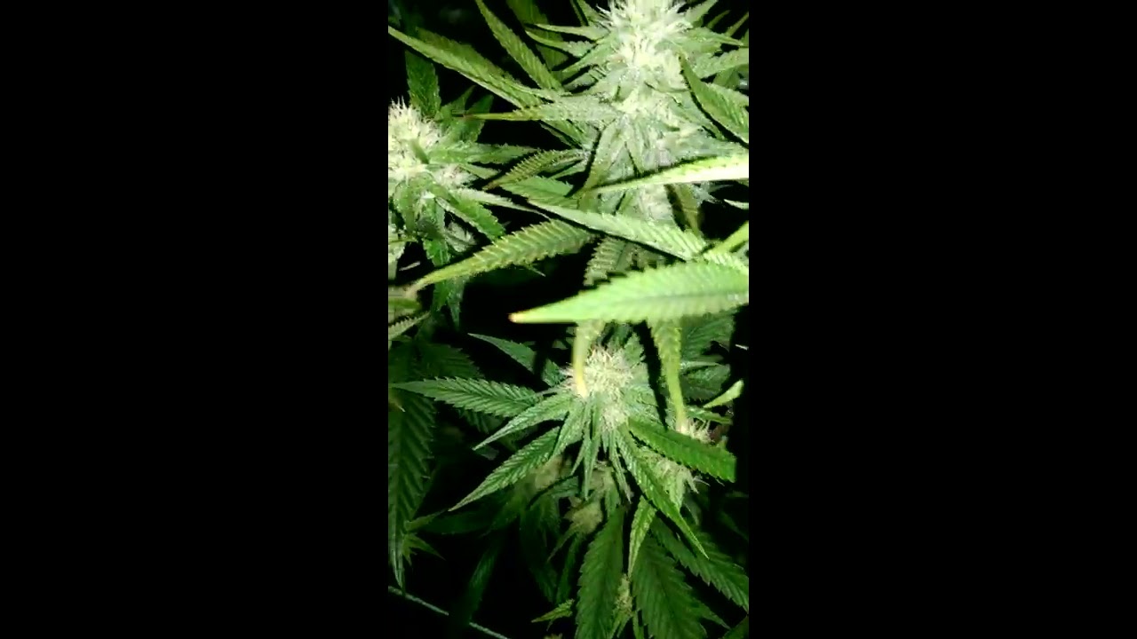 Flower tent grow- Alien Cookies, SunSet Sherbert, Dank OG , Blue Dream