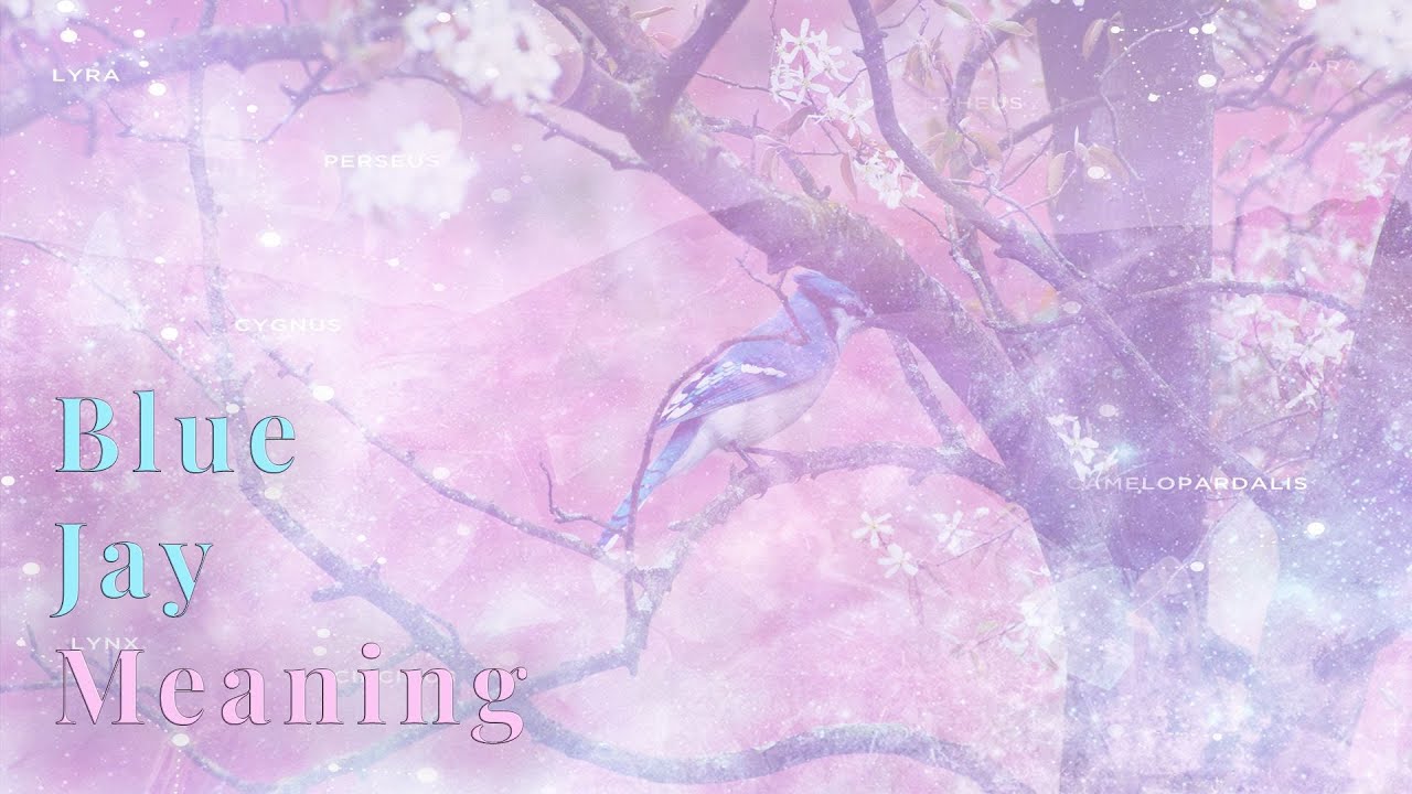 🐦 Seen a BLUE JAY? 🌟 *THIS* Message from Heaven!!! 🌈💝 |COLLAB WITH @Auntyflo  💗