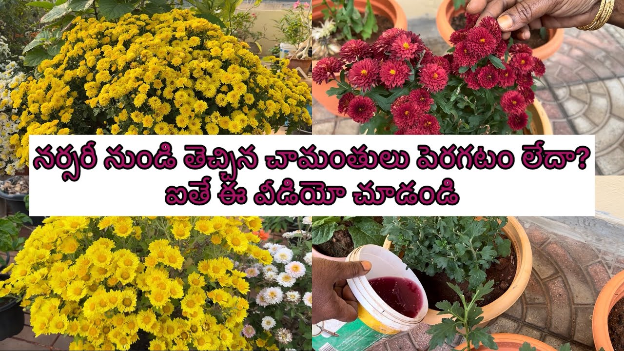 మీ దగ్గర ఉన్న ప్రతి చామంతి కి ఎప్పుడు చూడనన్ని పువ్వులతో పాటు మంచి కలర్ రావాలంటే ఈ ద్రావణం ఇవ్వండి 