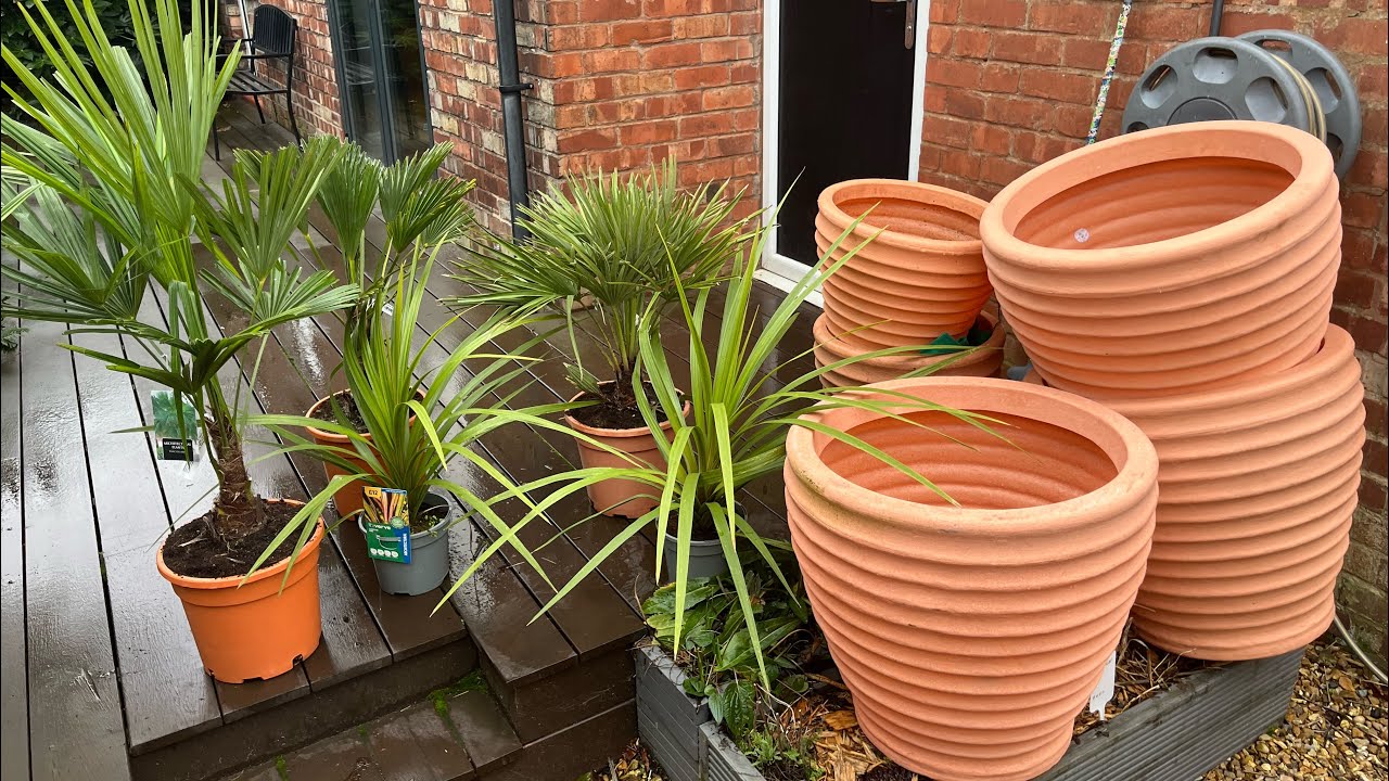 My UK Tropical Garden in February, what survived and what didn't?