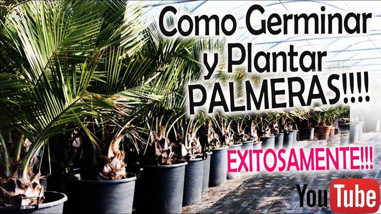 Como GERMINAR PALMERAS de SEMILLA y con MUCHISIMO ÉXITO!! Butia Datil Pindó