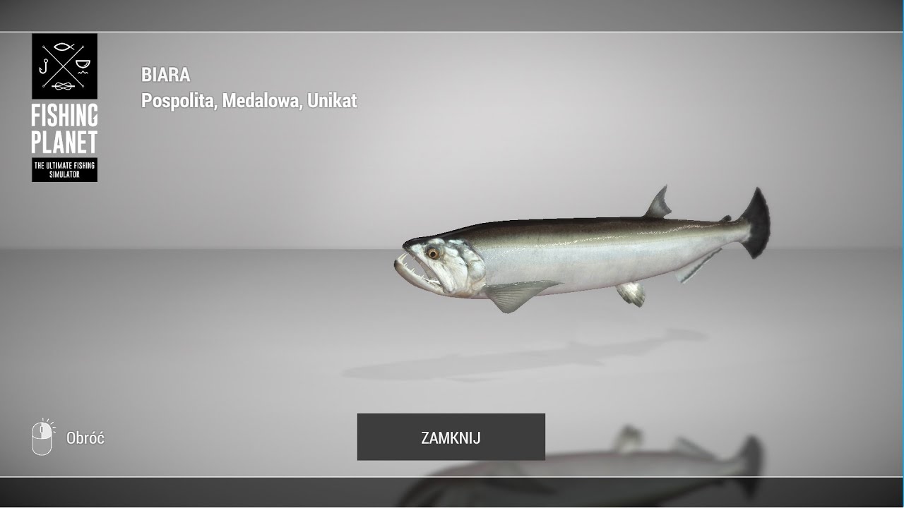 Unikatowa Biara i Bass * unique biara and Bass* Maku maku